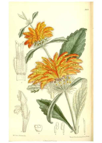 Reproducción/Reproduction 36056244865: Curtis's botanical magazine.. London ; New York [etc.] :Academic Press [etc.]