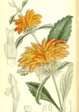 Reproducción/Reproduction 36056244865: Curtis's botanical magazine.. London ; New York [etc.] :Academic Press [etc.]