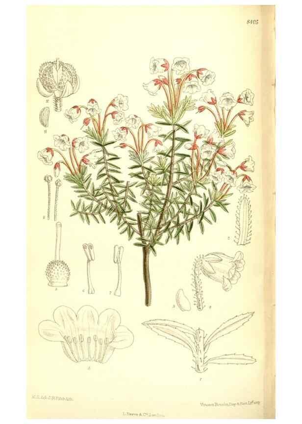 Reproducción/Reproduction 36056246255: Curtis's botanical magazine.. London ; New York [etc.] :Academic Press [etc.]