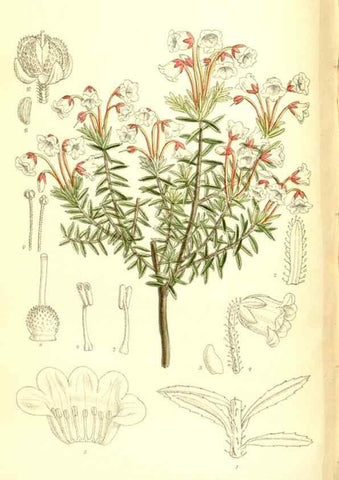 Reproducción/Reproduction 36056246255: Curtis's botanical magazine.. London ; New York [etc.] :Academic Press [etc.]