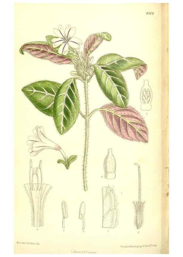 Reproducción/Reproduction 36056247605: Curtis's botanical magazine.. London ; New York [etc.] :Academic Press [etc.]