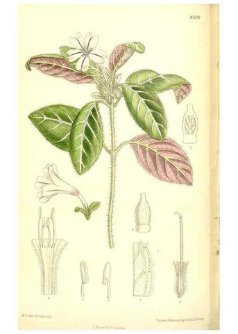 Reproducción/Reproduction 36056247605: Curtis's botanical magazine.. London ; New York [etc.] :Academic Press [etc.]