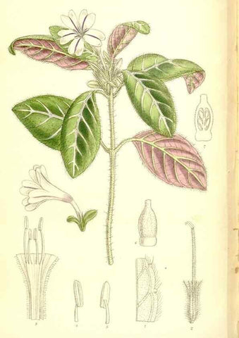 Reproducción/Reproduction 36056247605: Curtis's botanical magazine.. London ; New York [etc.] :Academic Press [etc.]