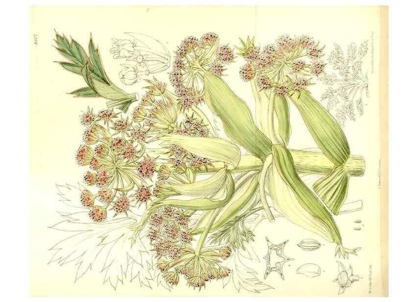 Reproducción/Reproduction 35216727274: Curtis's botanical magazine.. London ; New York [etc.] :Academic Press [etc.]