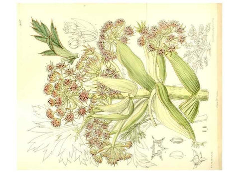 Reproducción/Reproduction 35216727274: Curtis's botanical magazine.. London ; New York [etc.] :Academic Press [etc.]
