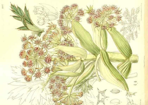 Reproducción/Reproduction 35216727274: Curtis's botanical magazine.. London ; New York [etc.] :Academic Press [etc.]