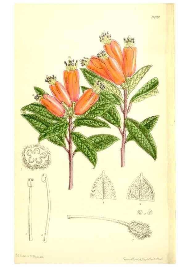 Reproducción/Reproduction 35216729214: Curtis's botanical magazine.. London ; New York [etc.] :Academic Press [etc.]