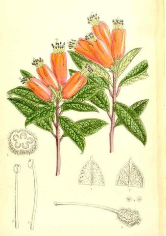 Reproducción/Reproduction 35216729214: Curtis's botanical magazine.. London ; New York [etc.] :Academic Press [etc.]
