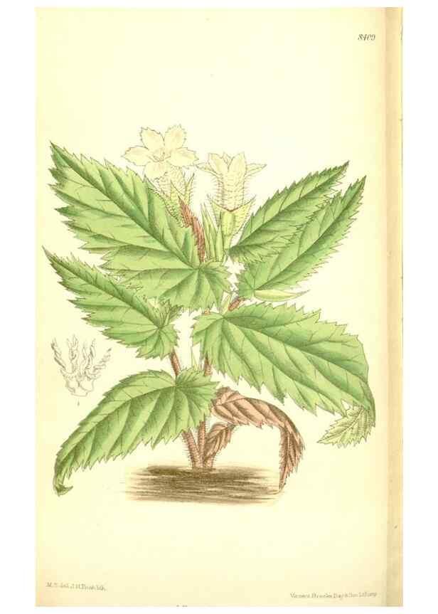 Reproducción/Reproduction 35216730714: Curtis's botanical magazine.. London ; New York [etc.] :Academic Press [etc.]