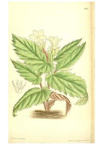Reproducción/Reproduction 35216730714: Curtis's botanical magazine.. London ; New York [etc.] :Academic Press [etc.]