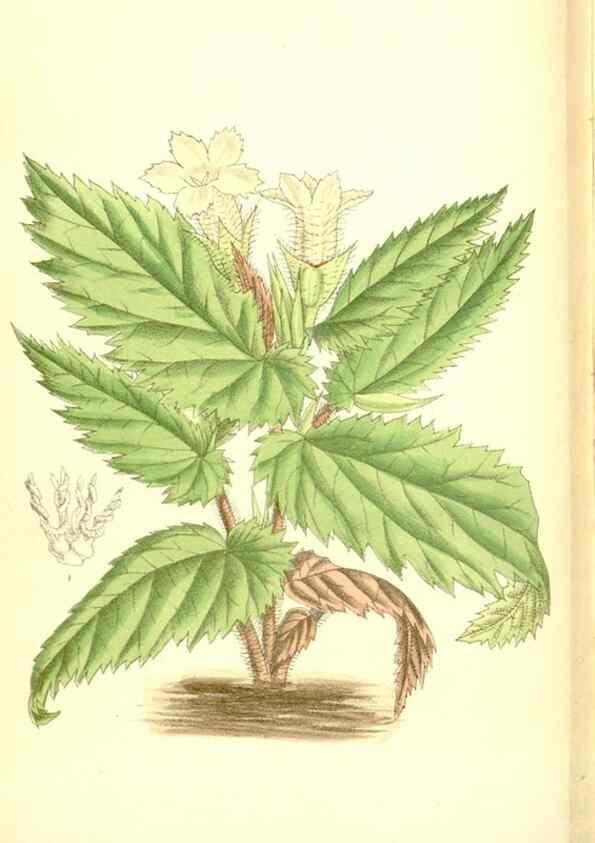Reproducción/Reproduction 35216730714: Curtis's botanical magazine.. London ; New York [etc.] :Academic Press [etc.]