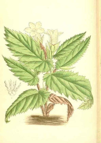 Reproducción/Reproduction 35216730714: Curtis's botanical magazine.. London ; New York [etc.] :Academic Press [etc.]