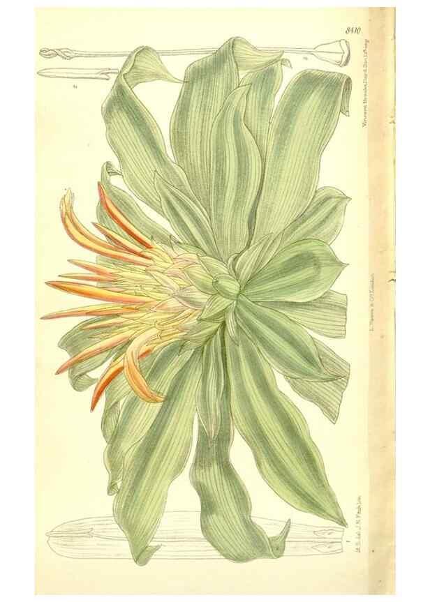 Reproducción/Reproduction 35216732324: Curtis's botanical magazine.. London ; New York [etc.] :Academic Press [etc.]