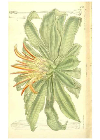 Reproducción/Reproduction 35216732324: Curtis's botanical magazine.. London ; New York [etc.] :Academic Press [etc.]