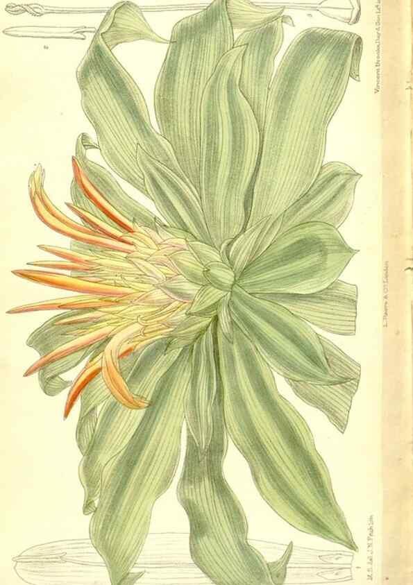 Reproducción/Reproduction 35216732324: Curtis's botanical magazine.. London ; New York [etc.] :Academic Press [etc.]