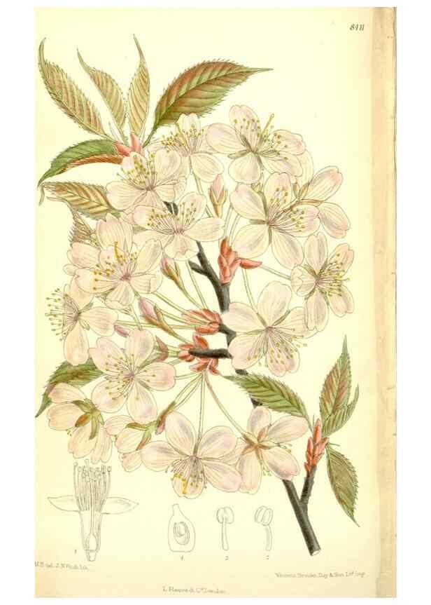 Reproducción/Reproduction 35216733814: Curtis's botanical magazine.. London ; New York [etc.] :Academic Press [etc.]