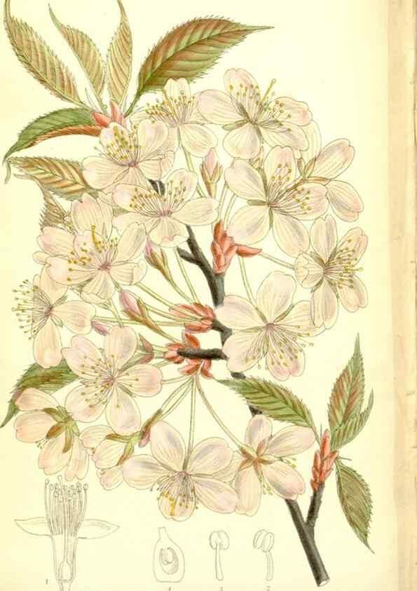 Reproducción/Reproduction 35216733814: Curtis's botanical magazine.. London ; New York [etc.] :Academic Press [etc.]