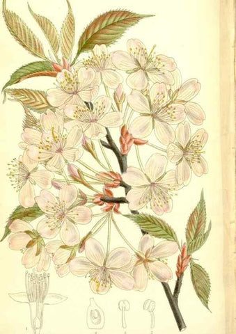 Reproducción/Reproduction 35216733814: Curtis's botanical magazine.. London ; New York [etc.] :Academic Press [etc.]