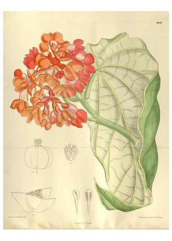 Reproducción/Reproduction 35884994032: Curtis's botanical magazine.. London ; New York [etc.] :Academic Press [etc.]