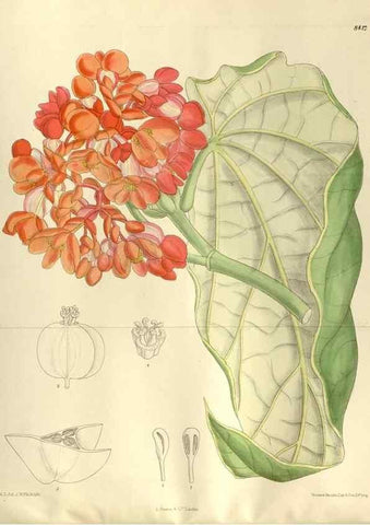 Reproducción/Reproduction 35884994032: Curtis's botanical magazine.. London ; New York [etc.] :Academic Press [etc.]