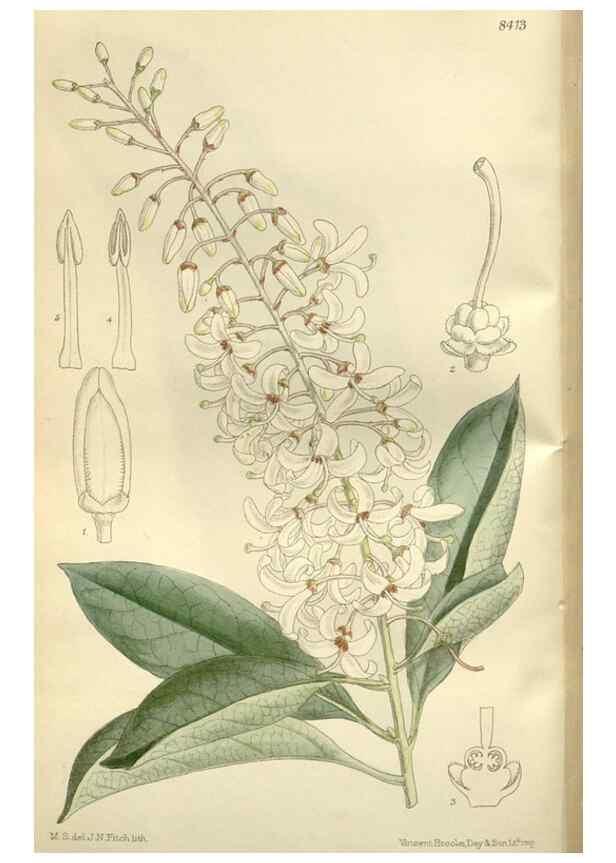 Reproducción/Reproduction 35884996172: Curtis's botanical magazine.. London ; New York [etc.] :Academic Press [etc.]