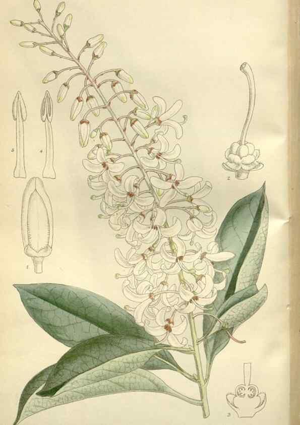 Reproducción/Reproduction 35884996172: Curtis's botanical magazine.. London ; New York [etc.] :Academic Press [etc.]