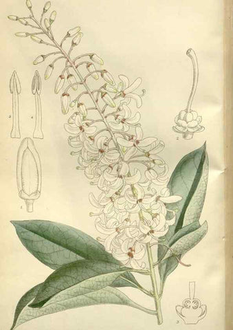 Reproducción/Reproduction 35884996172: Curtis's botanical magazine.. London ; New York [etc.] :Academic Press [etc.]