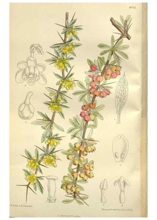 Reproducción/Reproduction 35884999062: Curtis's botanical magazine.. London ; New York [etc.] :Academic Press [etc.]