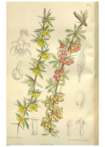 Reproducción/Reproduction 35884999062: Curtis's botanical magazine.. London ; New York [etc.] :Academic Press [etc.]