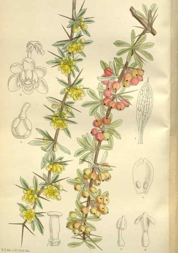 Reproducción/Reproduction 35884999062: Curtis's botanical magazine.. London ; New York [etc.] :Academic Press [etc.]
