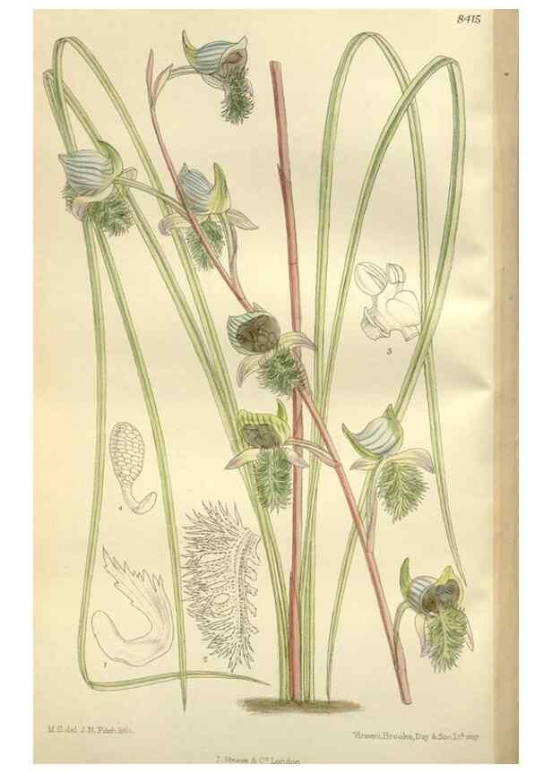 Reproducción/Reproduction 36056326645: Curtis's botanical magazine.. London ; New York [etc.] :Academic Press [etc.]