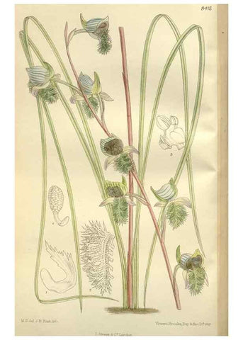Reproducción/Reproduction 36056326645: Curtis's botanical magazine.. London ; New York [etc.] :Academic Press [etc.]