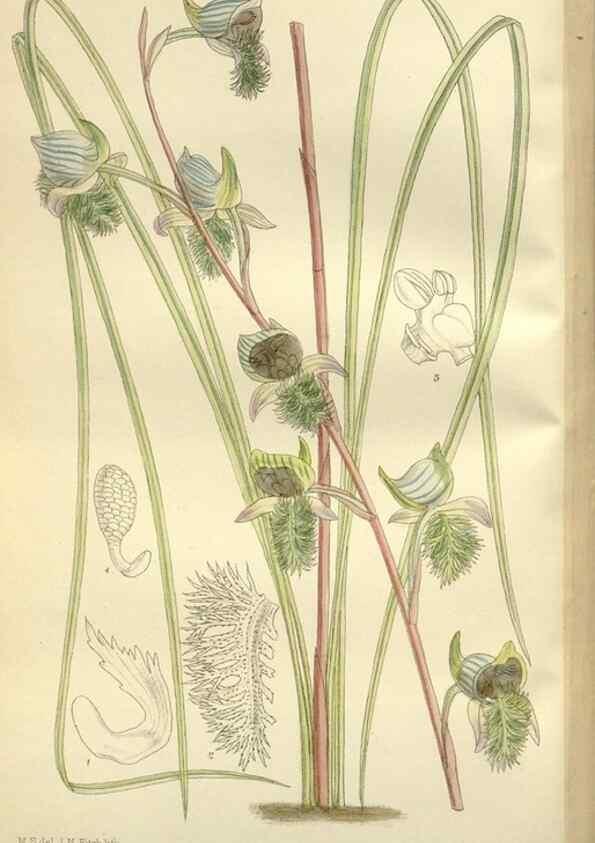 Reproducción/Reproduction 36056326645: Curtis's botanical magazine.. London ; New York [etc.] :Academic Press [etc.]