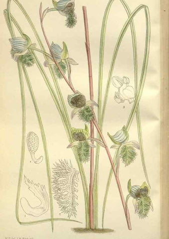 Reproducción/Reproduction 36056326645: Curtis's botanical magazine.. London ; New York [etc.] :Academic Press [etc.]