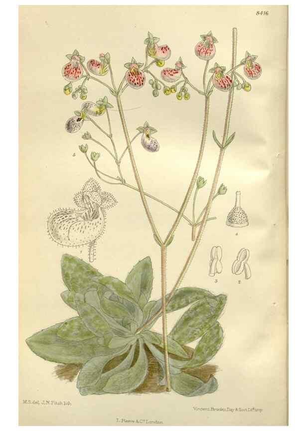 Reproducción/Reproduction 36056328605: Curtis's botanical magazine.. London ; New York [etc.] :Academic Press [etc.]