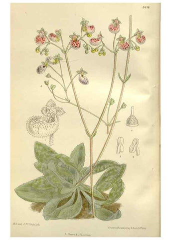 Reproducción/Reproduction 36056328605: Curtis's botanical magazine.. London ; New York [etc.] :Academic Press [etc.]