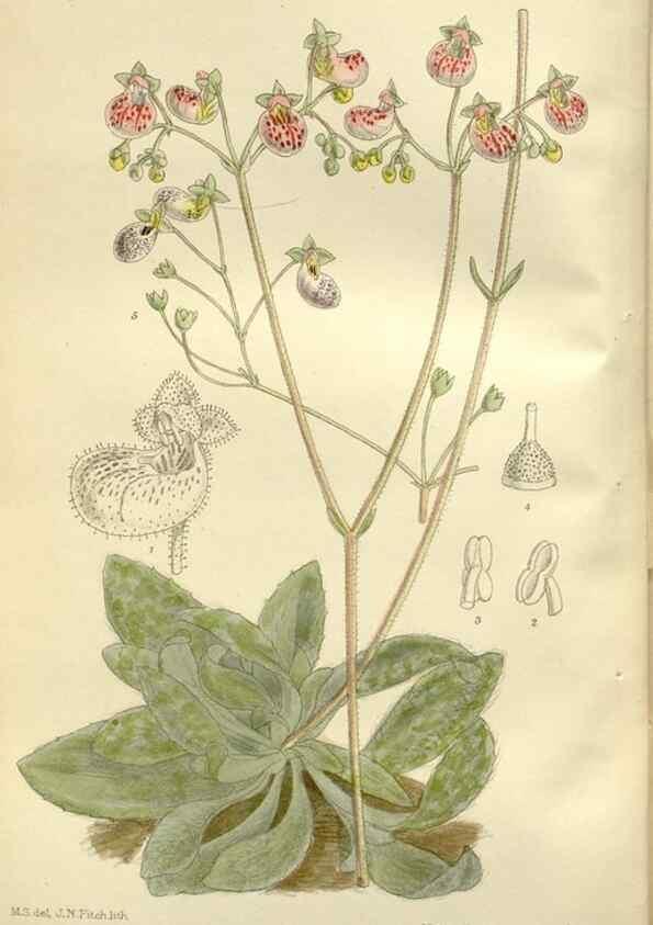 Reproducción/Reproduction 36056328605: Curtis's botanical magazine.. London ; New York [etc.] :Academic Press [etc.]