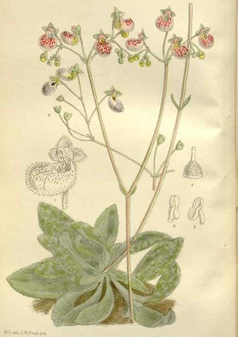 Reproducción/Reproduction 36056328605: Curtis's botanical magazine.. London ; New York [etc.] :Academic Press [etc.]