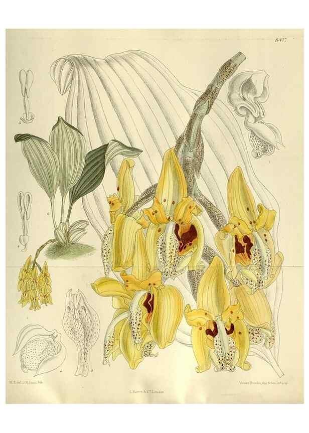 Reproducción/Reproduction 36056331345: Curtis's botanical magazine.. London ; New York [etc.] :Academic Press [etc.]