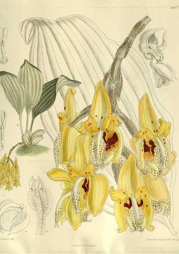 Reproducción/Reproduction 36056331345: Curtis's botanical magazine.. London ; New York [etc.] :Academic Press [etc.]