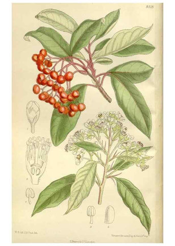 Reproducción/Reproduction 35247194373: Curtis's botanical magazine.. London ; New York [etc.] :Academic Press [etc.]