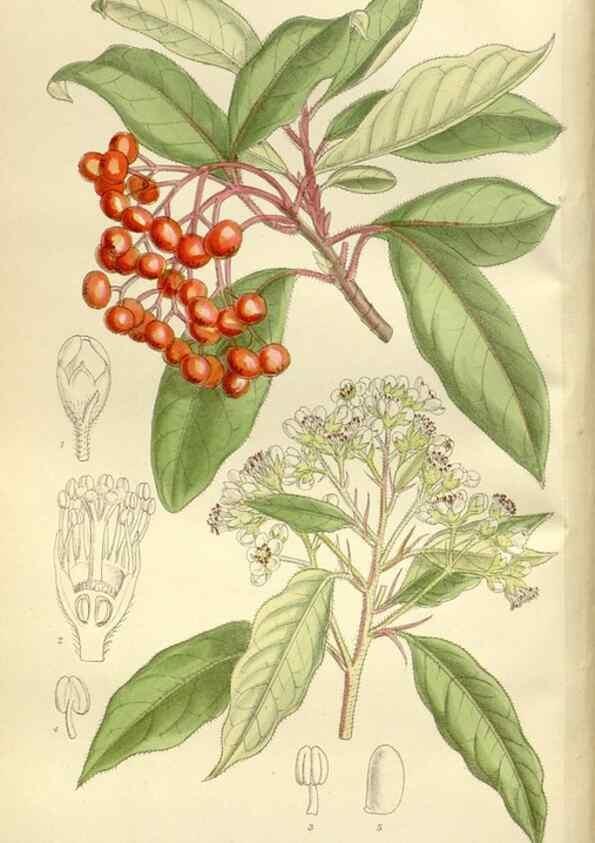 Reproducción/Reproduction 35247194373: Curtis's botanical magazine.. London ; New York [etc.] :Academic Press [etc.]