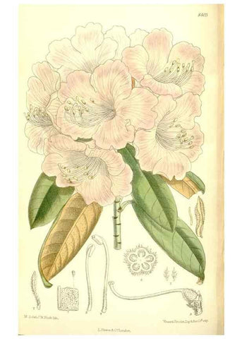 Reproducción/Reproduction 35884892942: Curtis's botanical magazine.. London ; New York [etc.] :Academic Press [etc.]