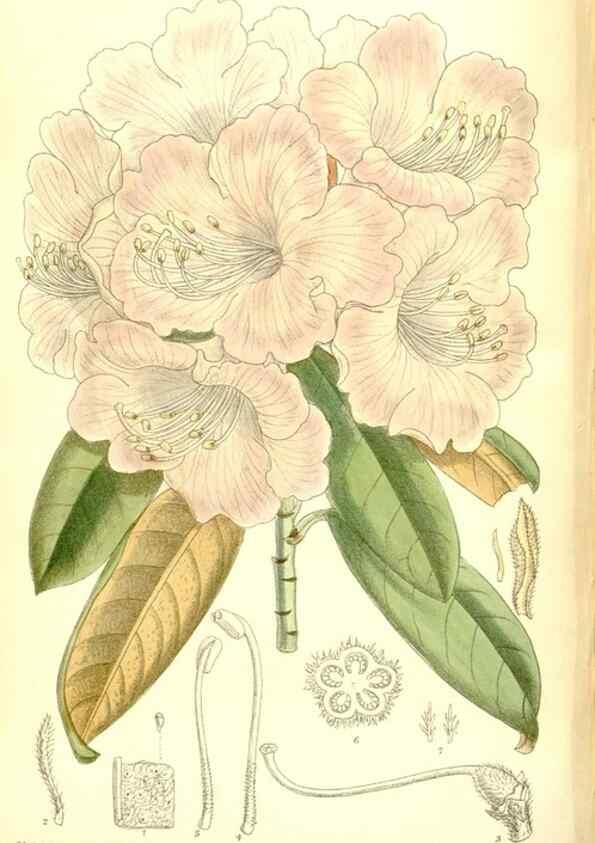 Reproducción/Reproduction 35884892942: Curtis's botanical magazine.. London ; New York [etc.] :Academic Press [etc.]