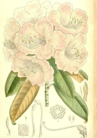 Reproducción/Reproduction 35884892942: Curtis's botanical magazine.. London ; New York [etc.] :Academic Press [etc.]