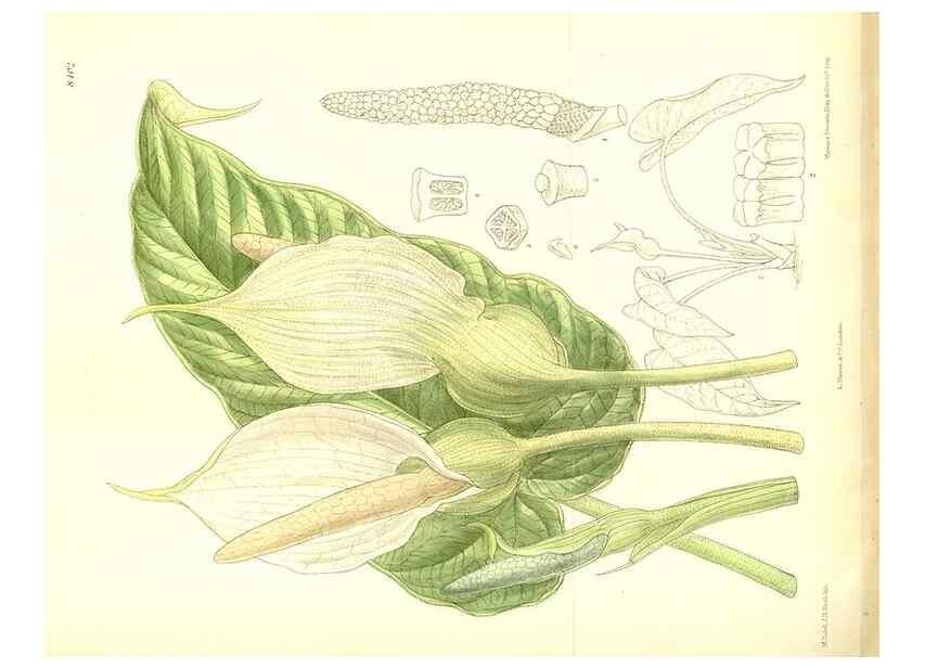 Reproducción/Reproduction 35884889652: Curtis's botanical magazine.. London ; New York [etc.] :Academic Press [etc.]