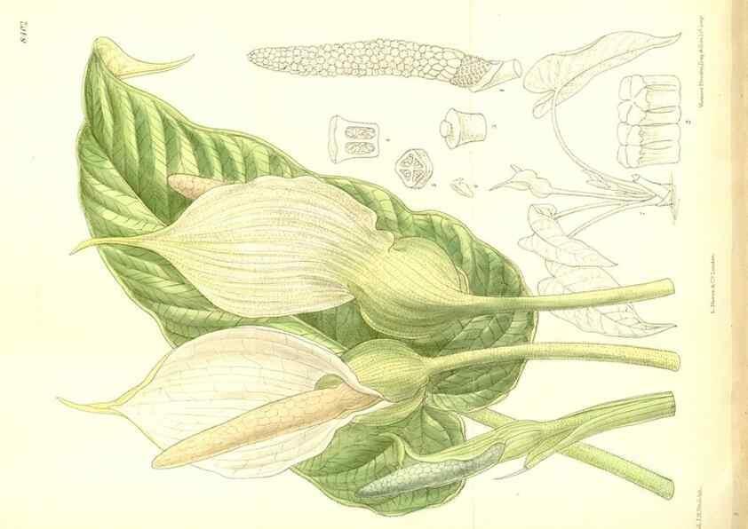 Reproducción/Reproduction 35884889652: Curtis's botanical magazine.. London ; New York [etc.] :Academic Press [etc.]