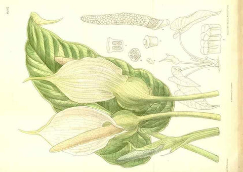Reproducción/Reproduction 35884889652: Curtis's botanical magazine.. London ; New York [etc.] :Academic Press [etc.]