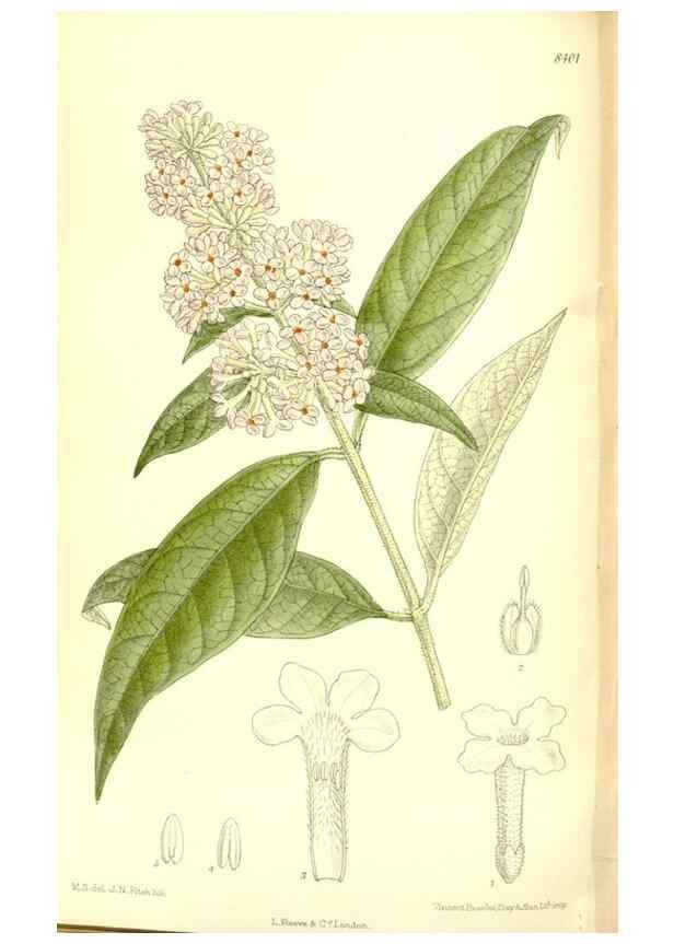 Reproducción/Reproduction 35884887252: Curtis's botanical magazine.. London ; New York [etc.] :Academic Press [etc.]