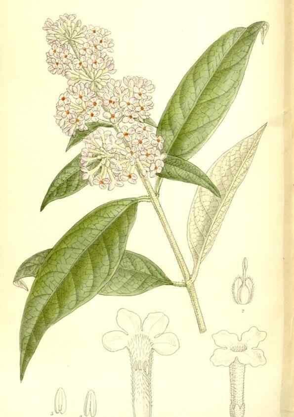 Reproducción/Reproduction 35884887252: Curtis's botanical magazine.. London ; New York [etc.] :Academic Press [etc.]